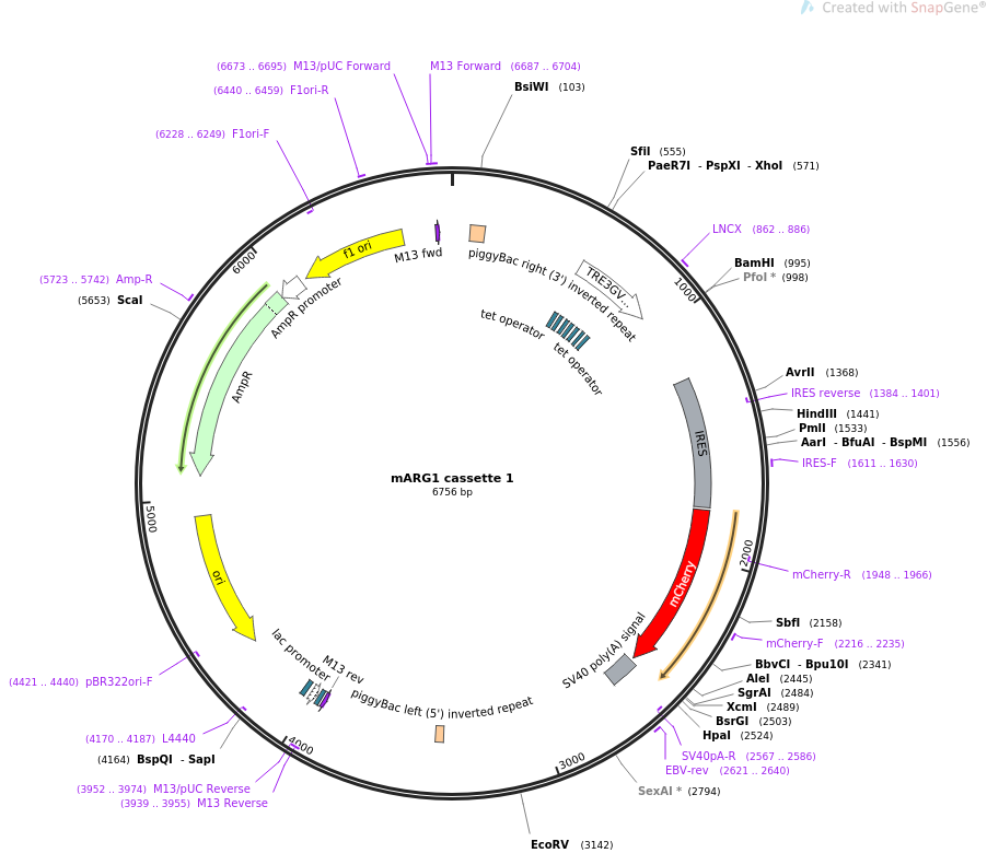 mARG1 cassette 1质粒图谱